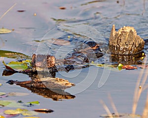 Weasel Photo and Image. Close-up front view swimming in water with water lily in its environment and habitat surrounding