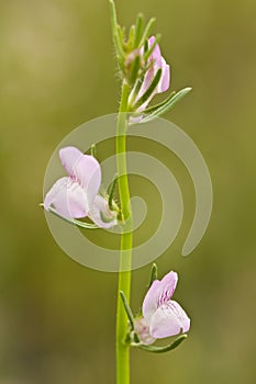 weasel's snout (Misopates orontium) flower