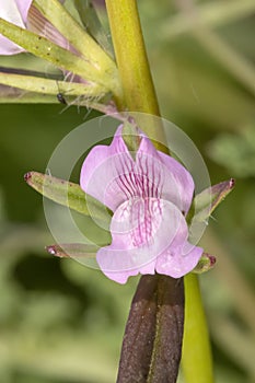 weasel's snout (Misopates orontium) flower