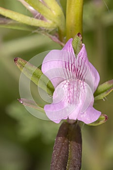 weasel's snout (Misopates orontium) flower