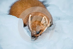 Weasel sitting at snow field, mustela nivalis