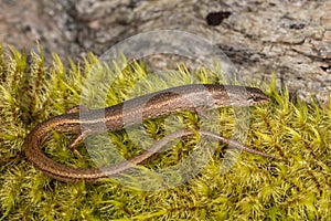 Weasel Skink