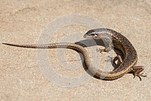 Weasel Skink