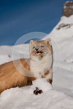 Weasel in the snow