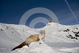 Weasel in the snow
