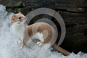 Weasel in the snow