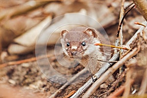Weasel with a soapy face peeks out from under the fallen leaves