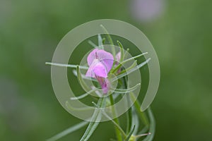 Weasels snout Misopates orontium pink flower