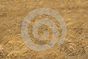 Weat field background