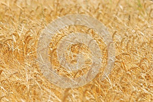 Weat field background