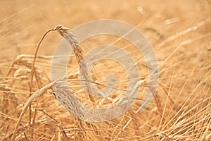 Weat field background