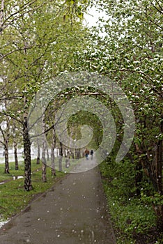 Weather anomalies. Snow in may.