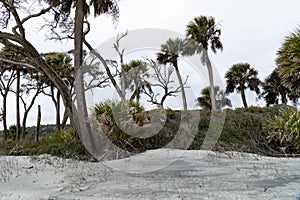 Weather beaten palmetto palm trees before white sandy beach dunes, overcast skies on Hunting Island South Carolina