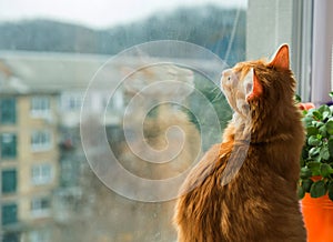 Weather for being at home. Warm. Cute ginger cat sitting on window sill and waiting in autumn rainy day. Fluffy pet