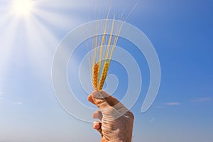 weather, crop, nature concept. hand of caucasian man holding two golden ears of wheat against backgroud of blue sky.