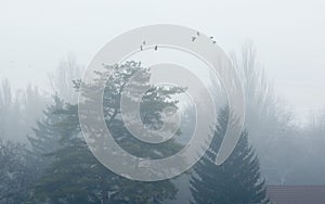 Weather forecast concept image. Several trees and flock of flying crows in dense fog. Cloudy foggy autumn weather