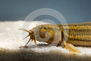 Weather loach Misgurnus fossilis Underwater