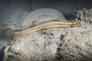 Weather loach Misgurnus fossilis Underwater photography