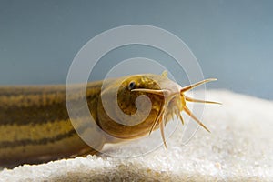 Weather loach Misgurnus fossilis Underwater photo