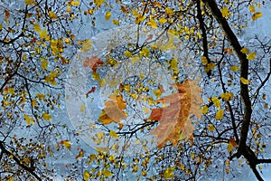 weather rain drops on window glass yellow leaves and tree branch outside Autumn summer rainy day