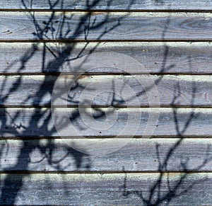 Weatherboard house with faded paint and the shadow of a tree