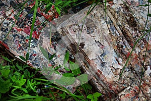 Weathered adverticement magazines outdoors in green grass