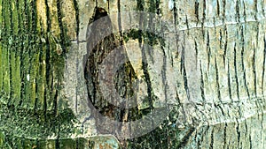 The weathered bark of a tree, displaying a mix of green and brown hues photo