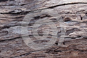 Weathered barn wood background with knots. brown old wood, sepia color. texture for background