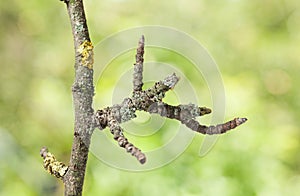 Weathered branch