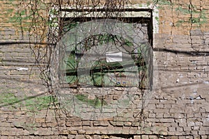 Weathered brick wall with green stains