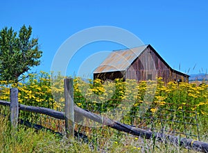 WEATHERED BROWN BARN WITH YELLOW WILDFLOWERS IN FOREGROUND