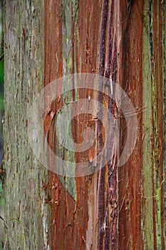 Weathered Cedar Bark