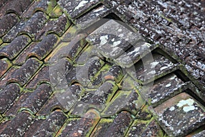 Weathered Ceramic Rooftile Mouldy and Mossy