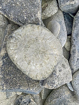 Weathered Coral on Fuvahmulah Beach