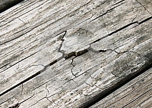 Weathered Cracked Wood