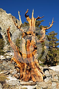 Weathered Dead Pine Tree