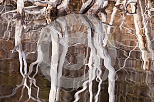 Weathered dead wood mirrored on rippled surface