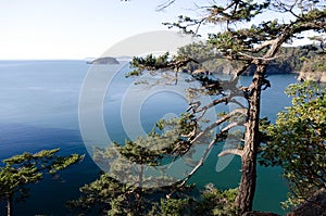 Weathered Douglas firs over Deception Pass