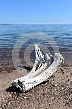 Drift wood on the shore of Lake Superior