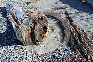 Weathered driftwood at a Pacific Northwest beach
