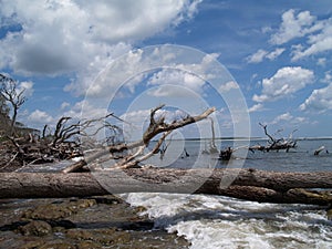 Weathered Fallen Trees Along an Ocean Beach