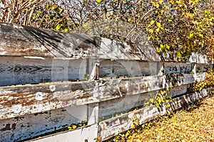 Weathered Fence With Trees and Shrubs