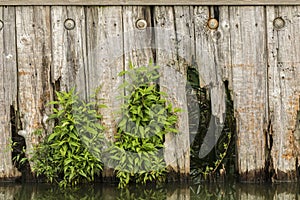 Weathered Fence & Vines