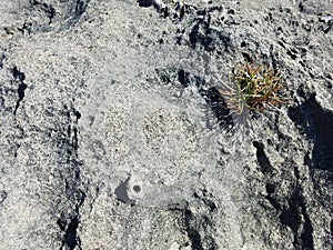 Weathered grey rock or stone with plant at beach