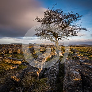 Weathered hawthorn tree in Yorkshire Dales