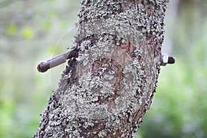 A weathered iron hook protrudes from a rough tree surface