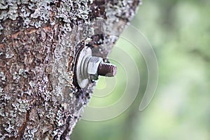 A weathered iron hook protrudes from a rough tree surface