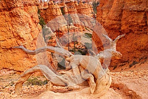 Weathered juniper snag