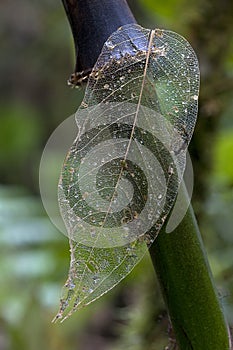 Weathered leaf with reticulate venation