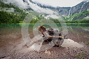 Weathered Log Sits In The Shallows of Avalanche Lake
